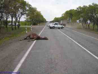 В Хакасии женщина-водитель сбила лошадь